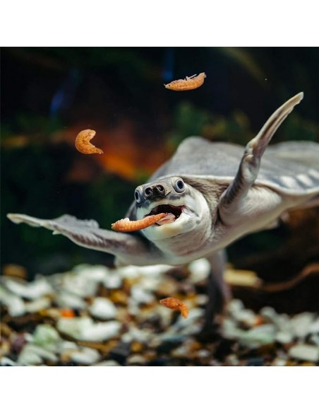 Tartaruga che mangia gammarus