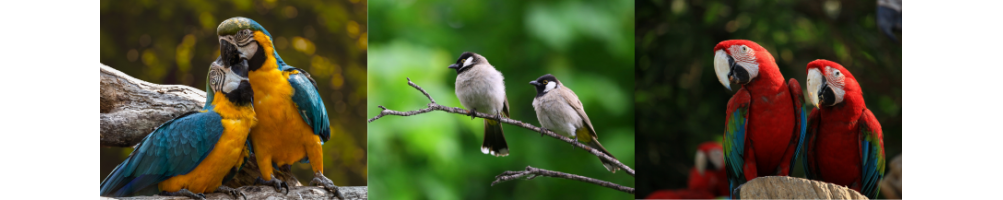 Gabbie e accessori per uccelli e per pappagalli