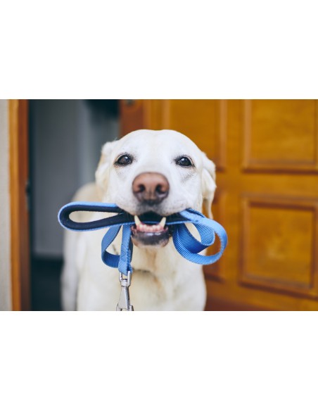 Guinzagli pettorine e collari