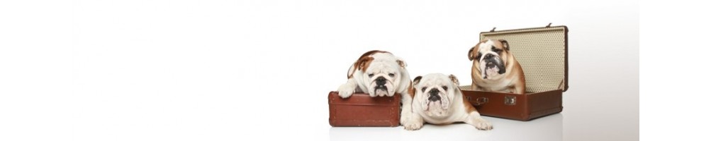 Kennel e trasportini per cani e per gatti