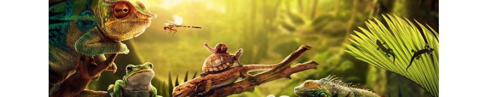 Tartarughiera grande